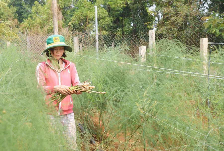 Chị Trần Thị Loan (thôn Thanh Hà 1, xã Ia Hrung) thu hoạch măng tây. Ảnh: Minh Thoan Chị Loan (thôn Thanh Hà 1, xã Ia Hrung) đang thu hoạch măng tây. Ảnh: Minh Thoan