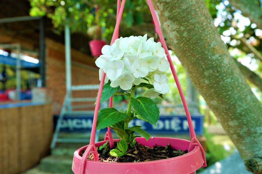 Chậu cẩm tú cầu mini thích hợp trang trí văn phòng ẢNH: MINH CHƠN