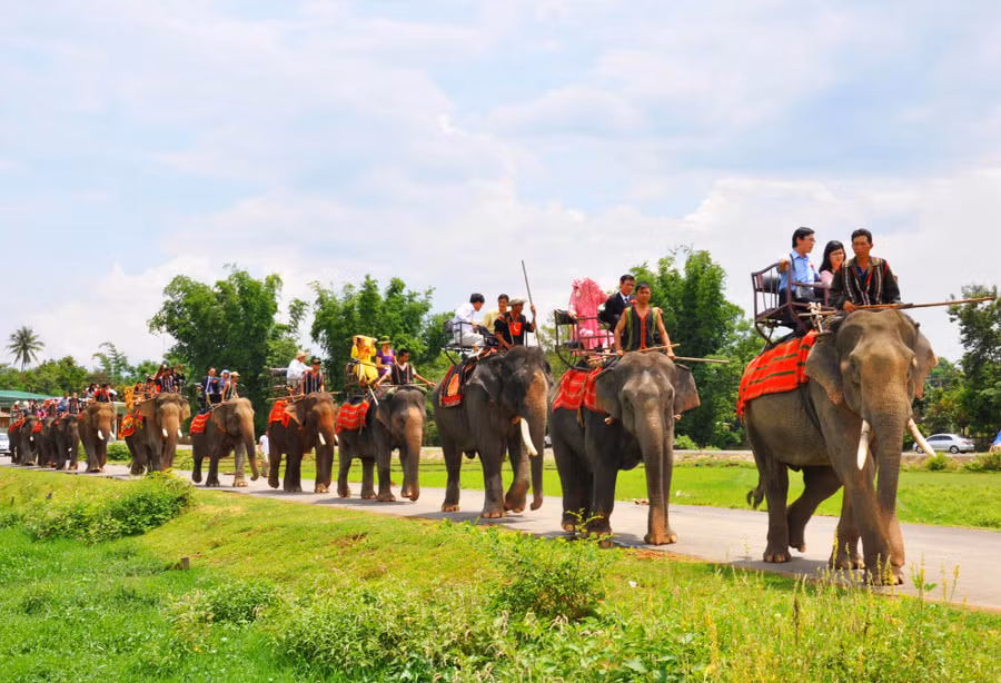 Hàng chục chú voi được sử dụng để đón cô dâu, chú rể và họ hàng đôi bên (Ảnh: Hoàng Thiên Nga).