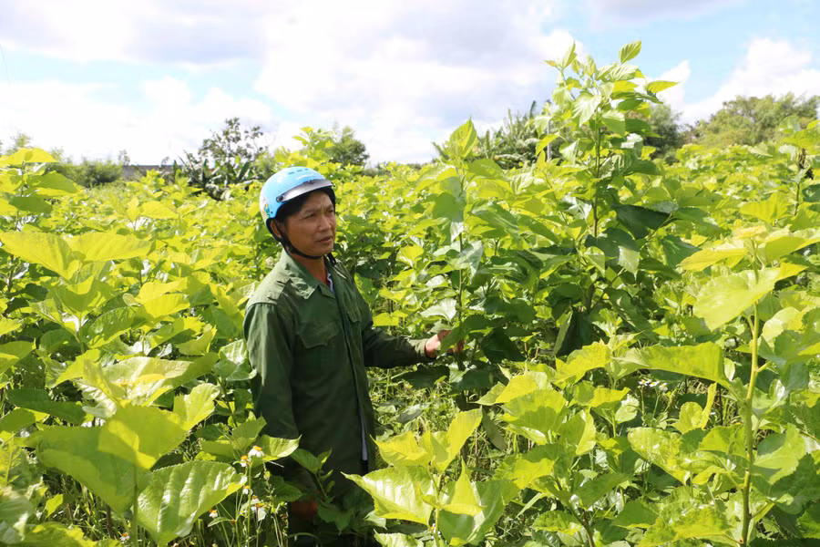 Trồng dâu, nuôi tằm mang lại hiệu quả kinh tế cao cho gia đình chị Nguyễn Thị Tiêm (thôn Ia Sa, xã Hbông). Ảnh: Nguyễn Quang