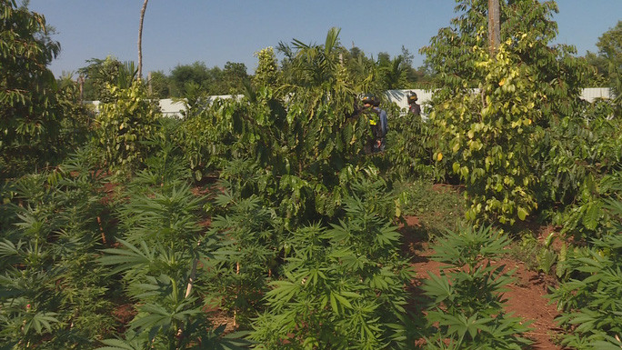 Cây cần sa trồng trái phép tại một khu rẫy