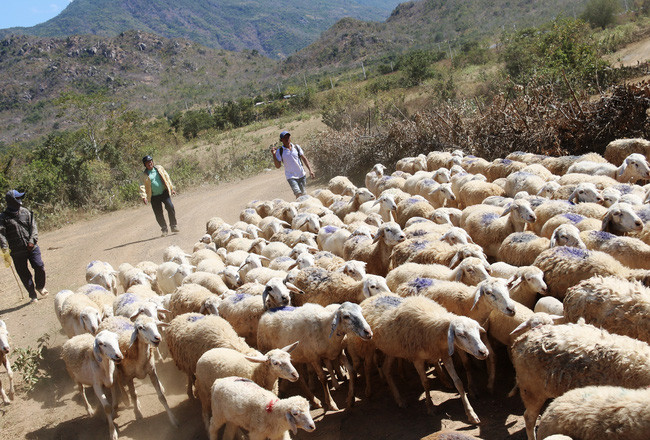 Khi đến gần đàn cừu, bất thình lình sư phụ Tấn liên tục thét, hú lên mấy tiếng phương ngữ của người Chăm khiến đàn cừu đang gặm cỏ ở xa bỗng quay đầu bước về hướng sư phụ Tấn đứng.