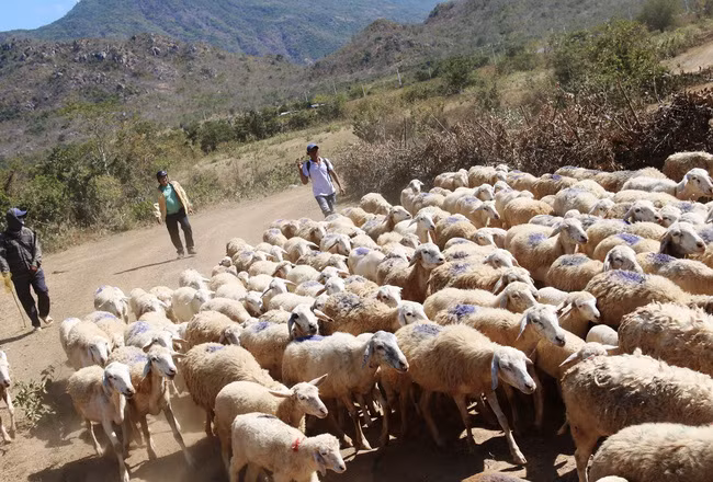 Khi đến gần đàn cừu, bất thình lình sư phụ Tấn liên tục thét, hú lên mấy tiếng phương ngữ của người Chăm khiến đàn cừu đang gặm cỏ ở xa bỗng quay đầu bước về hướng sư phụ Tấn đứng.