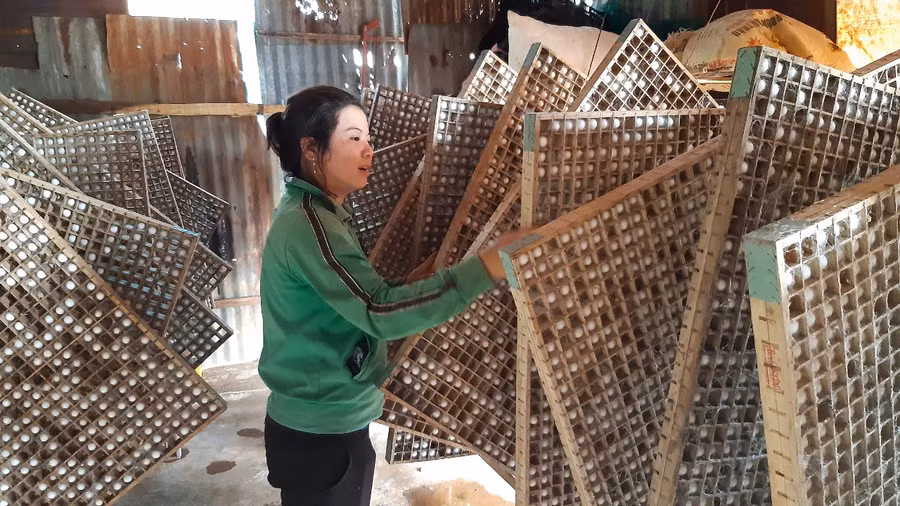  Mô hình trồng dâu nuôi tằm của gia đình ông Hồ Đăng Tâm (thôn 4, xã Ia Hlốp, huyện Chư Sê). Ảnh: Anh Quân