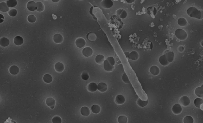 Chân dung loài vi sinh vật không hề tiến hóa từ thời khủng long - Ảnh: Science