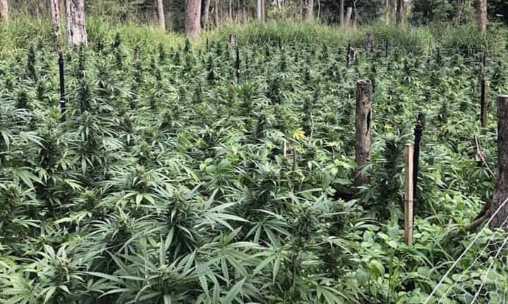 Vườn cần sa của bà Dư Thị Hường