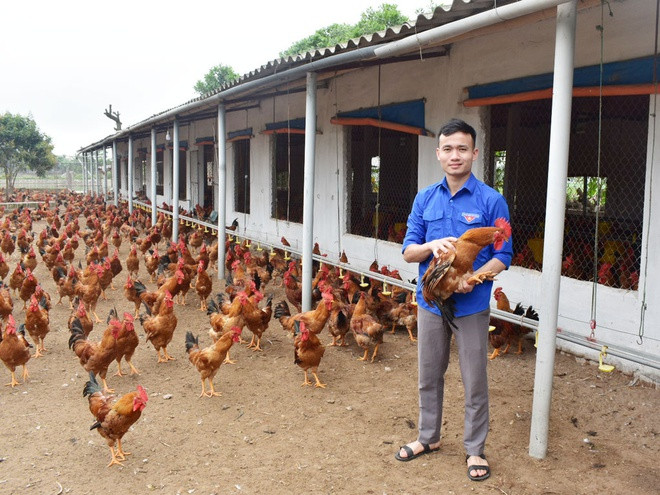 Trịnh Công Vinh bên lứa gà thịt chuẩn bị được xuất chuồng. Ảnh: NGUYỄN TRUNG DU Trịnh Công Vinh bên lứa gà thịt chuẩn bị được xuất chuồng. Ảnh: NGUYỄN TRUNG DU
