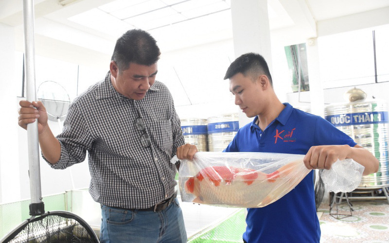  Những con cá Koi trị giá hàng trăm triệu tại trang trại của Trần Thướt Vỹ.