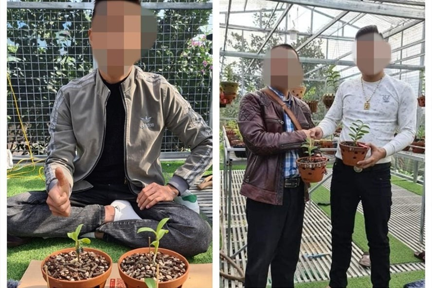  Những cọng lan đột biến 