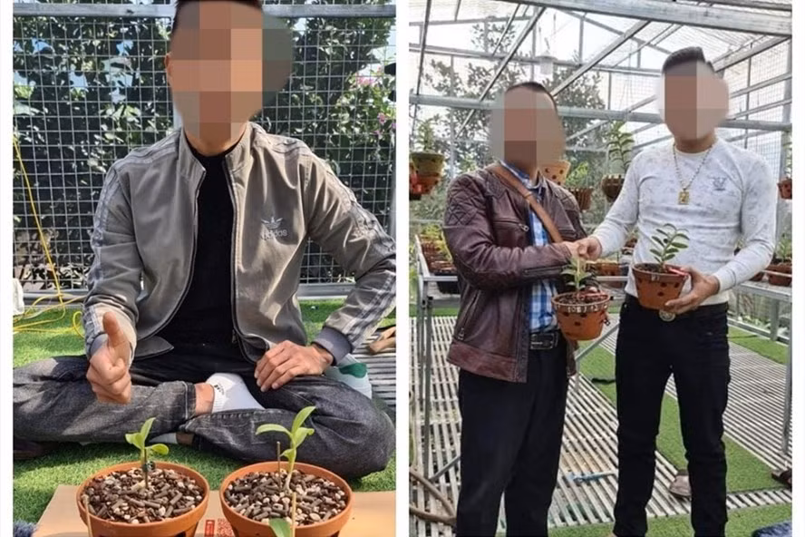  Những cọng lan đột biến 