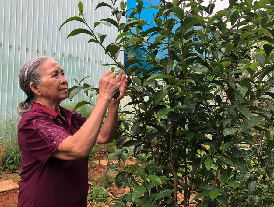 Bà Đinh Thị Kim Sơn (thị trấn Kbang) vui vẻ với công việc vườn tược lúc tuổi già. Ảnh: Phương Dung