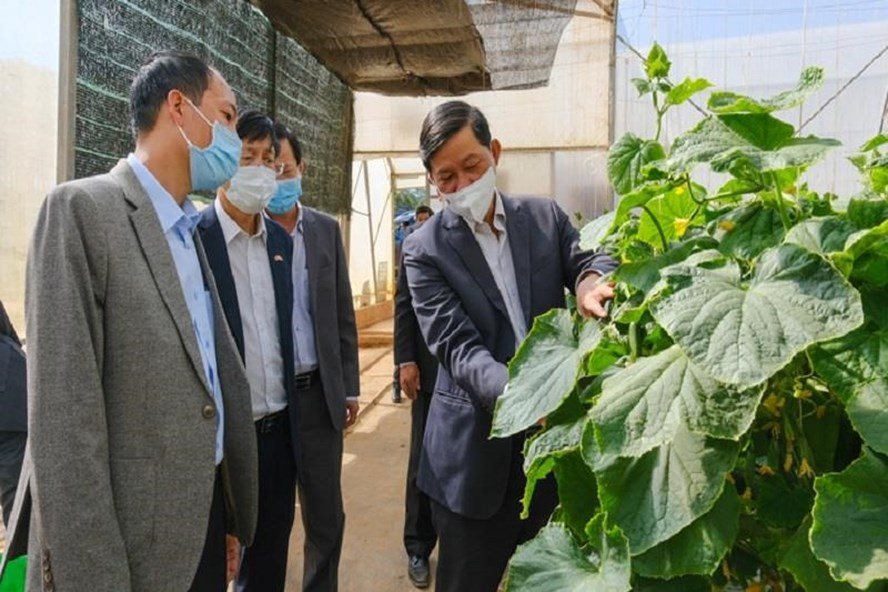 Bí thư Tỉnh ủy Lâm Đồng Trần Đức Quận kiểm tra tình hình sản xuất tại Nông trường Vineco Đa Nhim (Lạc Dương). Nguồn: Báo Lâm Đồng