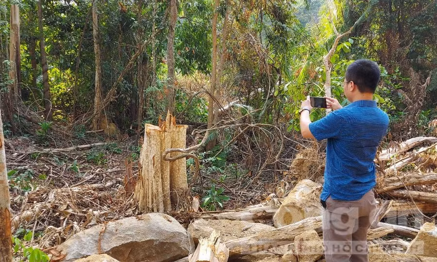 Cây rừng bị đốn hạ