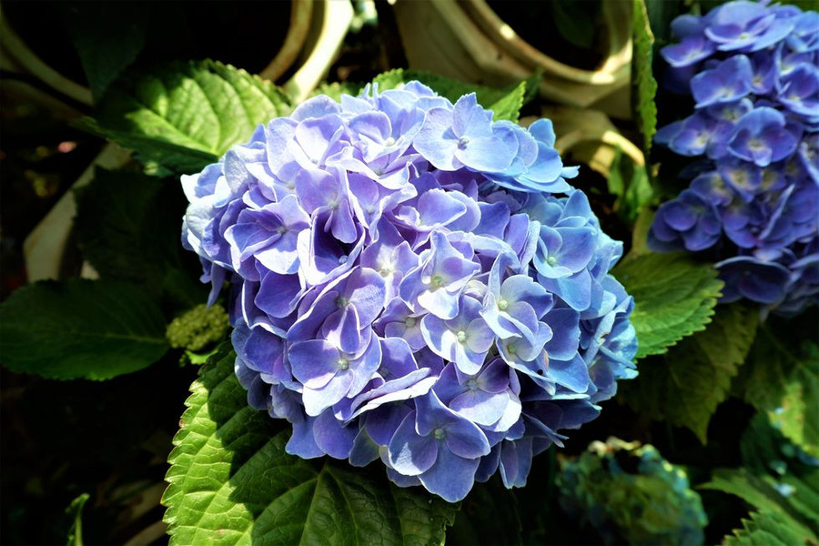 Hoa vừa nở có màu trắng, xanh lá, tím khi nở rộ sẽ chuyển sang màu xanh lam ẢNH: MINH CHƠN