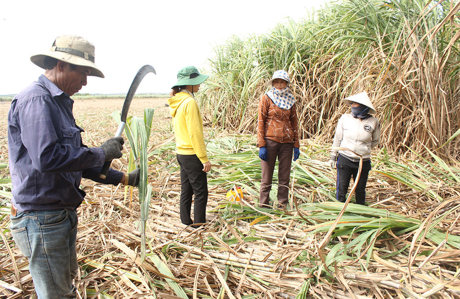 Cán bộ của Công ty TTC Gia Lai kiểm tra việc thu hoạch mía của người dân. Ảnh: Nguyễn Diệp Cán bộ nguyên liệu của Công ty kiểm tra việc thu hoạch mía đảm bảo sạch sẽ. Ảnh: Nguyễn Diệp