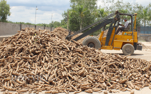 Giá sắn (khoai mì) vẫn giữ ở mức cao từ đầu năm đến nay Giá sắn (khoai mì) vẫn giữ ở mức cao từ đầu năm đến nay