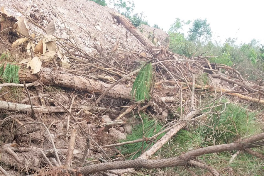 San ủi rừng chiếm đất lấp hàng loạt cây thông. ẢNH: LÂM VIÊN