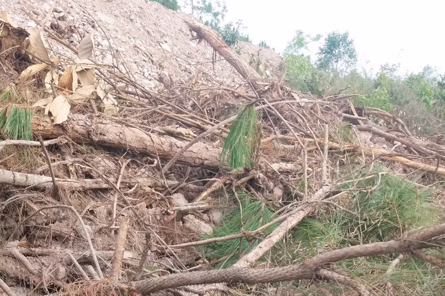 San ủi rừng chiếm đất lấp hàng loạt cây thông. ẢNH: LÂM VIÊN