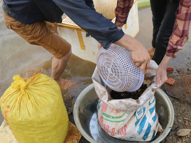 Người dân cào được lượng lớn hến mỗi ngày