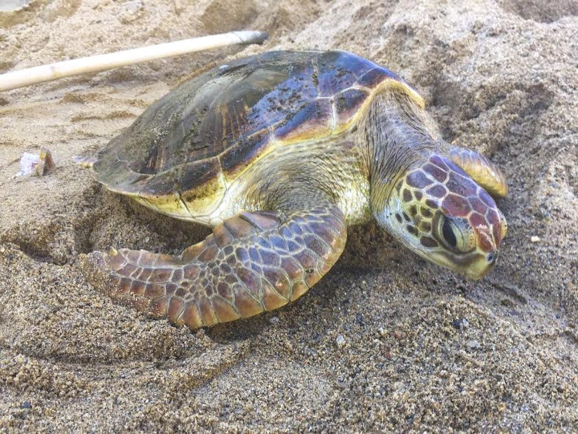 Đây là mức án cao nhất từng được ghi nhận liên quan đến vi phạm về rùa biển. Ảnh: ENV cung cấp