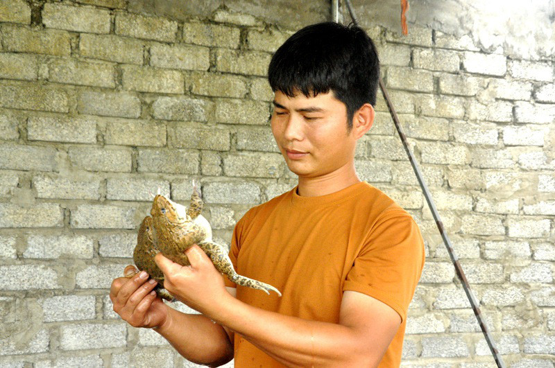 Mô hình ếch cũng được chàng thanh niên Lê Thiên Tư đầu tư khá kỳ công.