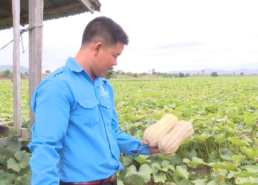 2 Anh Hà Trọng Phú (thôn Sông Ba, xã Chư Rcăm, huyện Krông Pa) chia sẻ về cách trồng bí đỏ cho năng suất cao-Ảnh Vũ Chi
