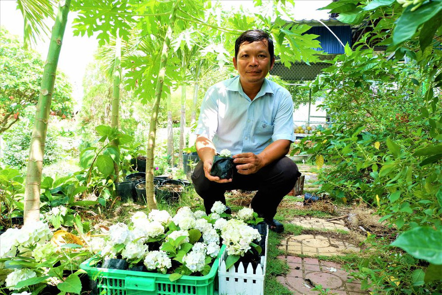 Anh Điền tự nhân giống hoa cẩm tú cầu để trồng không còn phụ thuộc vào nguồn giống ở Đà Lạt ẢNH: MINH CHƠN