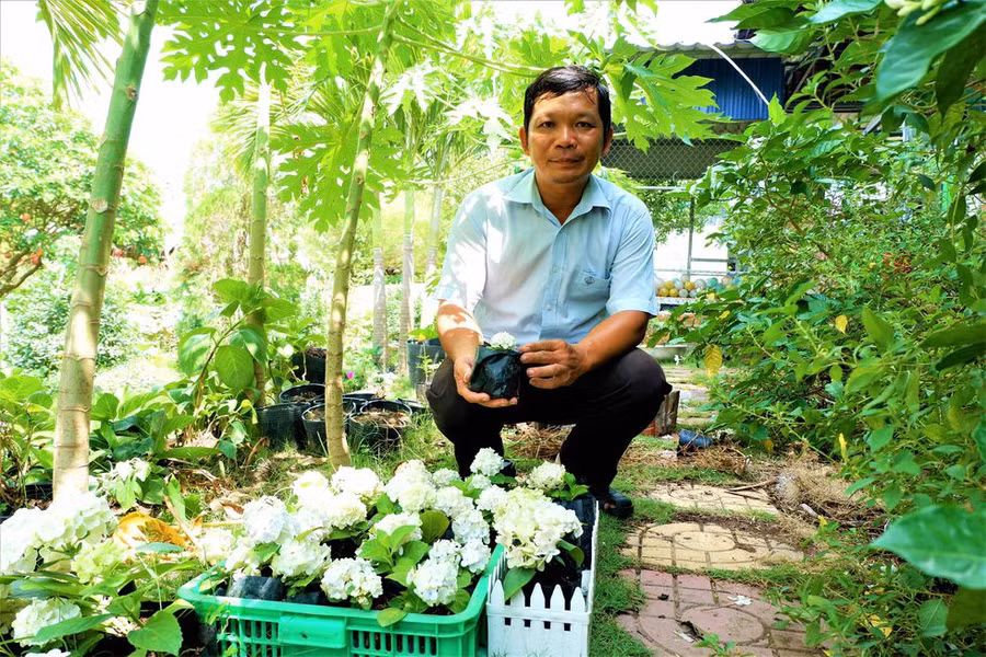 Anh Điền tự nhân giống hoa cẩm tú cầu để trồng không còn phụ thuộc vào nguồn giống ở Đà Lạt ẢNH: MINH CHƠN