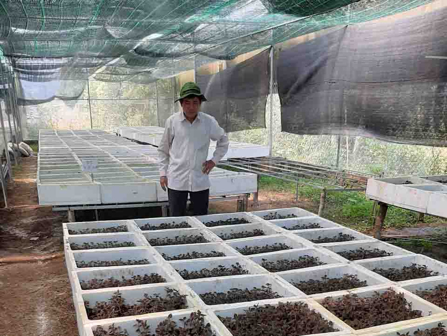 Lan kim tuyến được ông Võ Tấn Hưng trồng "huấn luyện" trong môi trường tự nhiên. Ảnh: Lê Anh Lan kim tuyến được ông Hưng trồng huấn luyện ngoài môi trường tự nhiên. Ảnh: Lê Anh