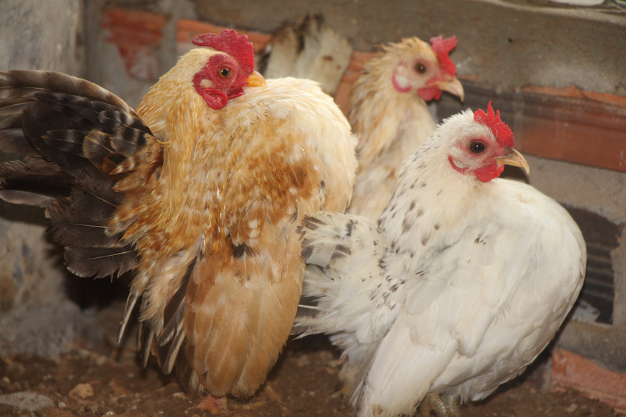 Gà Serama, giống gà tí hon cũng được anh nhân giống thành công. Ảnh: Duy Tân