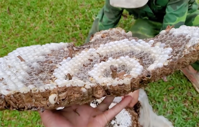 Một tổ ong bắp cày.