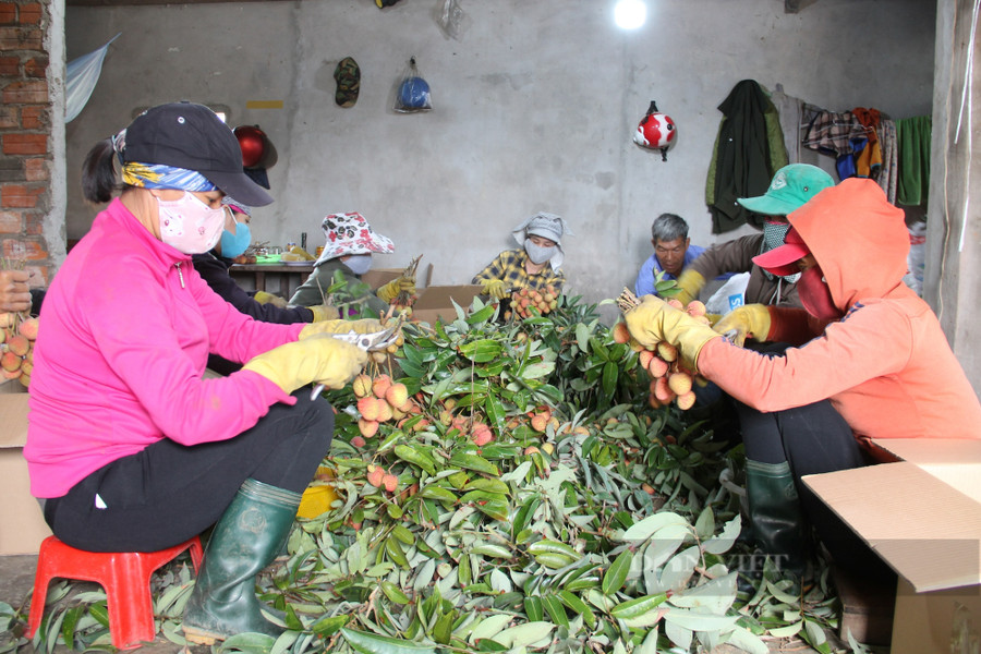 Nông dân xã Ea Sar, huyện Ea Kar đóng gói vải để bán. Ảnh: Duy Hậu