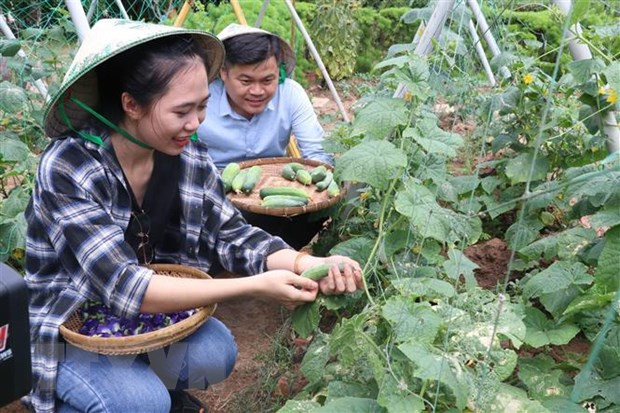 Du khách trải nghiệm du lịch nông trại miệt vườn tại Bến Tre. Ảnh: Huỳnh Phúc Hậu/TTXVN Du khách trải nghiệm du lịch nông trại miệt vườn tại Bến Tre. Ảnh: Huỳnh Phúc Hậu/TTXVN
