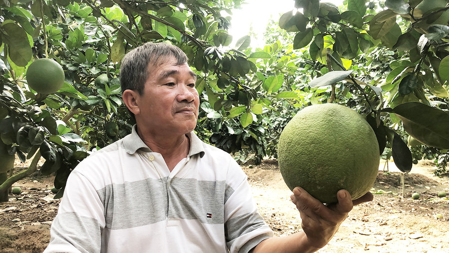 Ông Nguyễn Tấn Cuộc (thôn An Định, xã Cư An, huyện Đak Pơ) bên vườn bưởi da xanh quả trĩu cành. Ảnh: Ngọc Minh Ông Nguyễn Tấn Cuộc (thôn An Định, xã Cư An, huyện Đak Pơ) bên vườn bưởi hứa hẹn cho thu nhập cao. Ảnh: Ngọc Minh