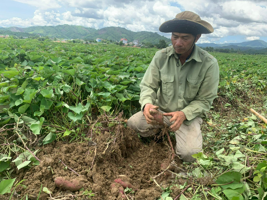 7,5 ha khoai lang của anh Nguyễn Ngọc Ánh hiện vẫn nằm trên đồng, không bán được củ nào. Ảnh: Duy Hậu.