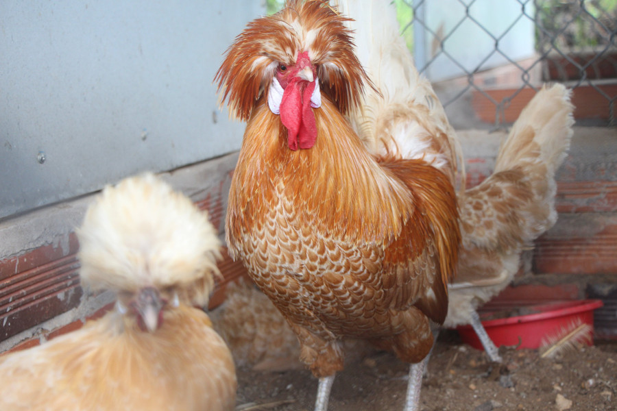 Thước đo chuẩn đẹp của giống gà này phụ thuộc hình dáng lạ và màu sắc đẹp. Ảnh: Duy Tân