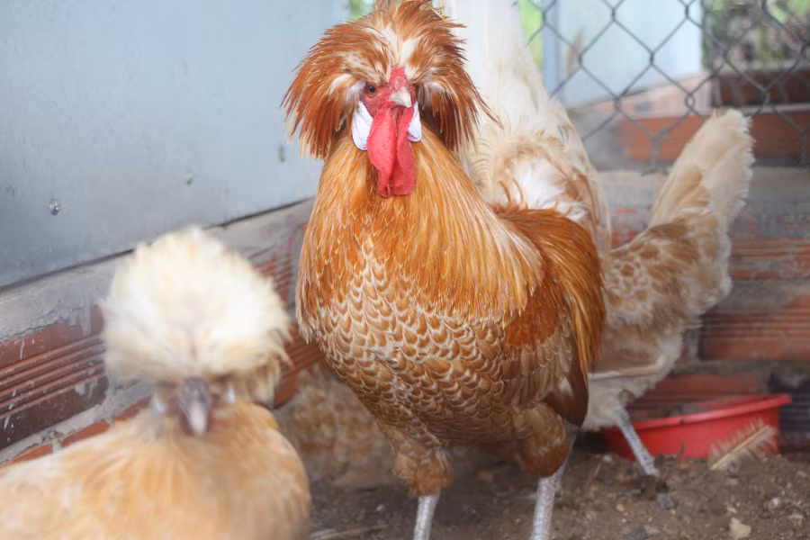 Thước đo chuẩn đẹp của giống gà này phụ thuộc hình dáng lạ và màu sắc đẹp. Ảnh: Duy Tân