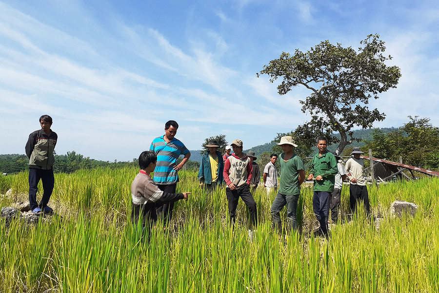 Hướng dẫn kỹ thuật canh tác lúa cho người dân. Ảnh: Mai Ka Hướng dẫn kỹ thuật canh tác cho người dân. Ảnh: Mai Ka