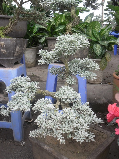 Cúc mốc dễ tạo dáng đặc biệt là thế hoành, huyền chỉ cần trồng vào chậu nhỏ là đã có dáng thế của một cây cổ thụ.