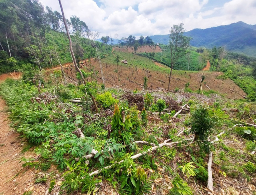  Vị trí 2 đối tương Yưt và Tuy phá rừng làm rẫy tại tiểu khu 185, thuộc lâm phần do UBND xã Hà Tây quản lý. Ảnh: Lê Anh