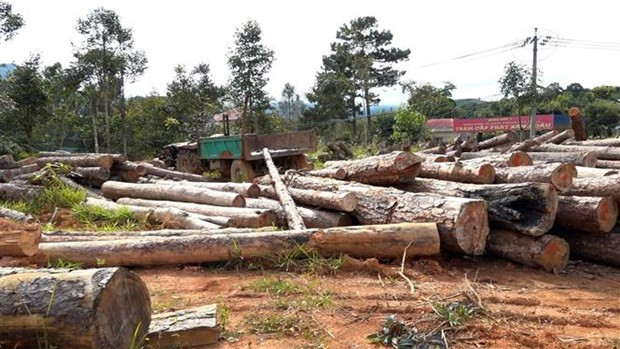 Số gỗ bị khai thác trái phép trong vụ án. Ảnh: TTXVN phát Số gỗ bị khai thác trái phép trong vụ án. Ảnh: TTXVN phát