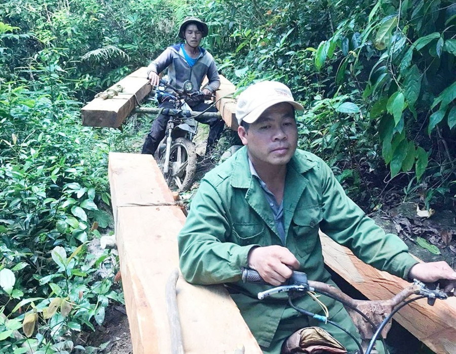 Lâm tặc vận chuyển gỗ từ rừng huyện Krông Pa qua Đắk Lắk tiêu thụ. Ảnh: T.T