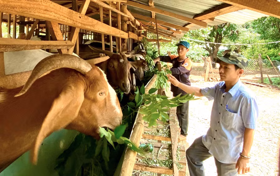  Nhiều thanh niên ở làng Ó (xã Ia Vê) đã đầu tư phát triển chăn nuôi dê sau khi được đào tạo nghề nông nghiệp. Ảnh: Hà Duy