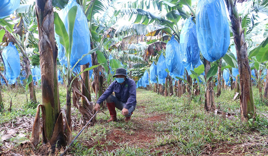 Công ty cổ phần Nông nghiệp công nghệ cao Hưng Sơn ứng dụng các tiến bộ khoa học vào sản xuất như sử dụng giống cấy mô nhập khẩu, cơ giới hóa khâu làm đất, sử dụng công nghệ tưới nước tiết kiệm kết hợp bón phân, phun thuốc bằng máy bay không người lái. Ảnh: Quang Tấn
