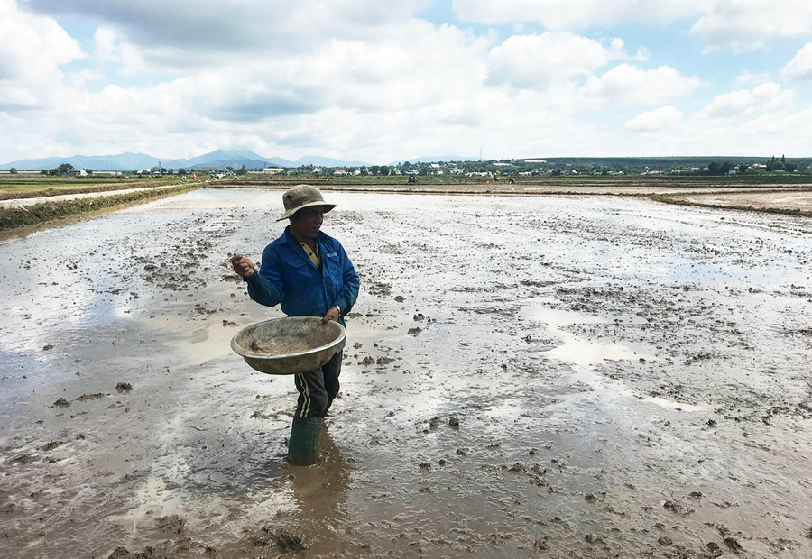 Nông dân xã An Phú (TP. Pleiku) xuống giống lúa nước vụ mùa 2022. Ảnh: Nguyễn Diệp Nông dân xã An Phú (TP. Pleiku) xuống giống lúa nước vụ mùa 2022. Ảnh: Nguyễn Diệp