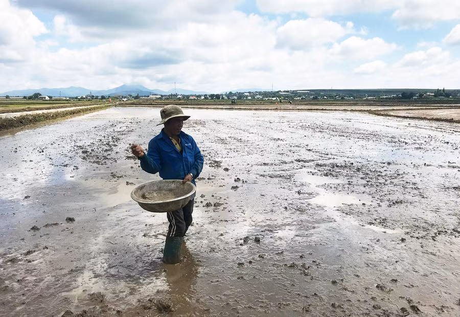 Nông dân xã An Phú (TP. Pleiku) xuống giống lúa nước vụ mùa 2022. Ảnh: Nguyễn Diệp