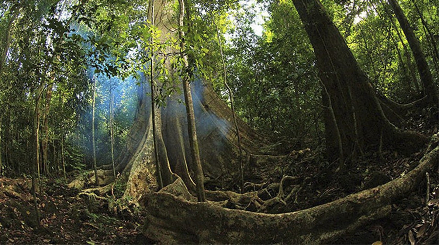 Cao nguyên Kon Hà Nừng có hệ sinh thái đặc trưng là rừng kín nhiệt đới thường xanh cây lá rộng, rừng kín nhiệt đới thường xanh cây lá kim, rừng thưa thường xanh cây lá rộng, rừng thưa thường xanh lá kim, thảm cây bụi, trảng cỏ. Ảnh: Digialai