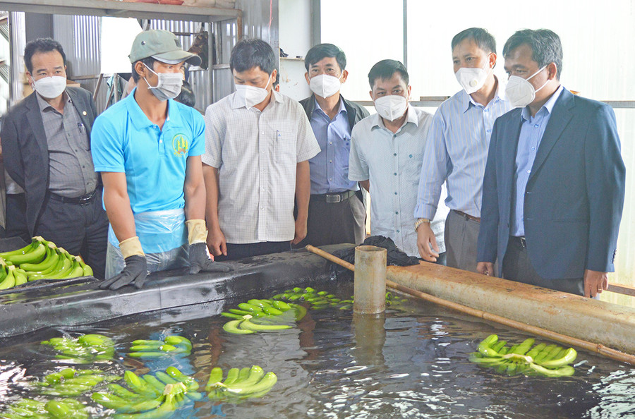  Ủy viên Ban Chấp hành Trung ương Đảng, Bí thư Tỉnh ủy, Chủ tịch HĐND tỉnh Hồ Văn Niên (bìa phải) tham quan khu vực đóng gói chuối của Công ty cổ phần Nông nghiệp công nghệ cao Hưng Sơn (huyện Đak Đoa). Ảnh: Anh Huy