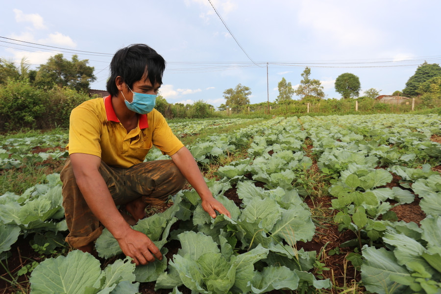 Người dân làng Đal đã áp dụng mô hình trồng rau sạch trong sản xuất nông nghiệp. Ảnh: Lê Văn Ngọc
