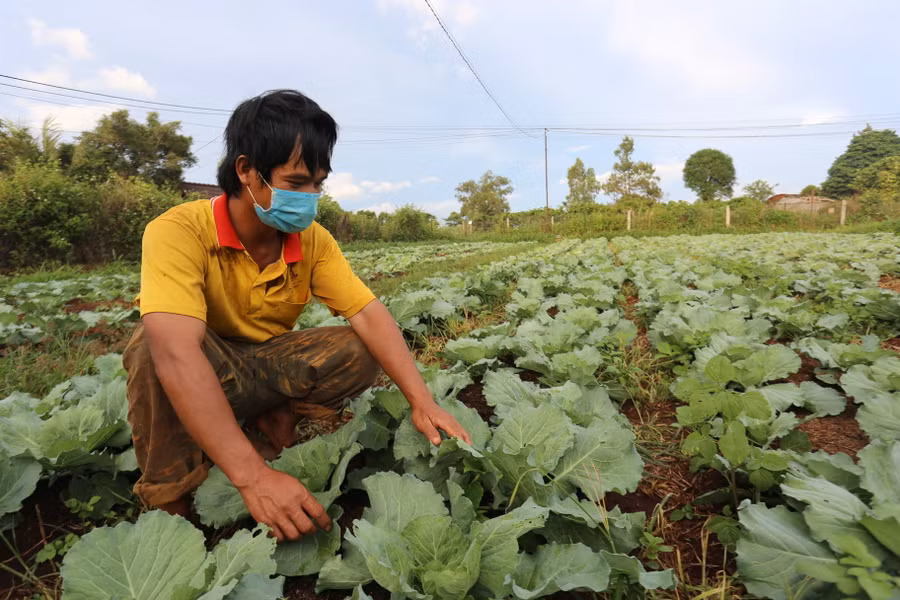 Người dân làng Đal đã áp dụng mô hình trồng rau sạch trong sản xuất nông nghiệp. Ảnh: Lê Văn Ngọc